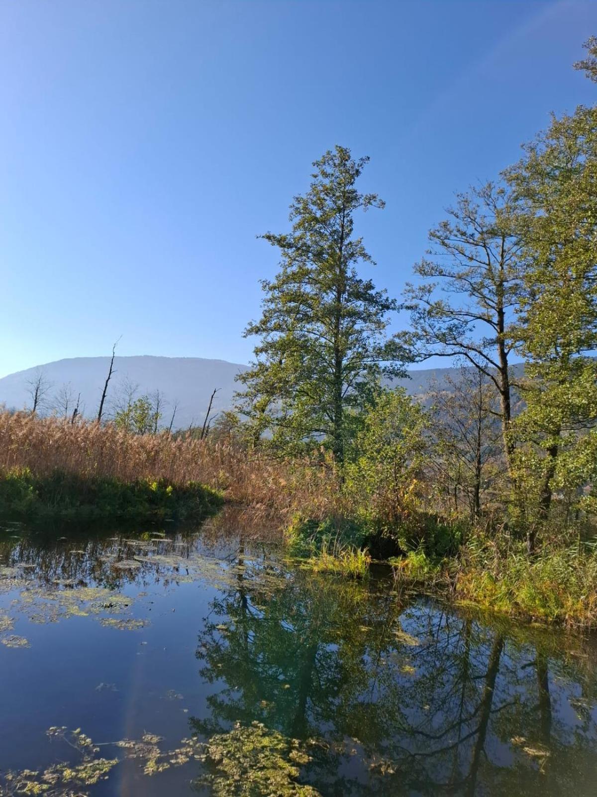 Ferienwohnung Resi Mit Traumhaftem Seepanorama Штайндорф-ам-Оссиахер-Зее Экстерьер фото
